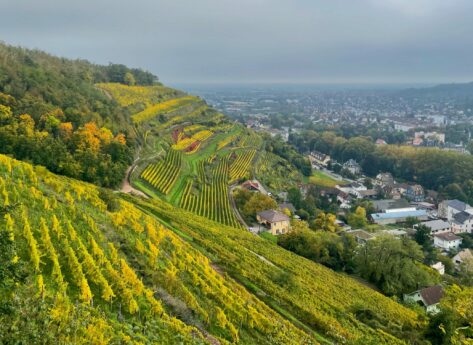 Road trip gourmand à travers les grands crus d’Alsace